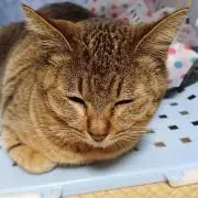 まどかの画像