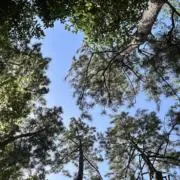 Sの画像