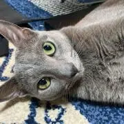 Ebisuの画像