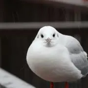 グアンの画像