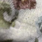 落ち葉の画像