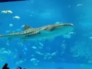 こやさ16の画像