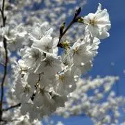 さくらの画像