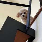 やもくんの画像