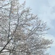 ひまわりの画像