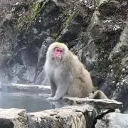 ひらの画像