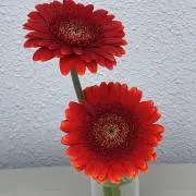 るるの画像