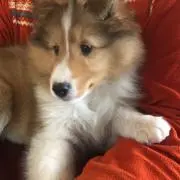 Maggie