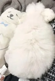マメもこの画像