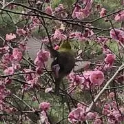アユム