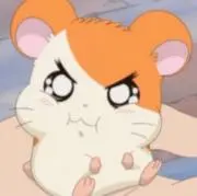 はむたんの画像