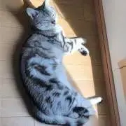 アミューズクラフト 1.0　鹿ケ谷 憂緒　森谷実園さん　直筆サイン sha Lycee アミューズクラフト 1.0 鹿ケ谷 憂緒 森谷実園 直筆サイン