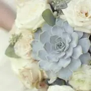 ショコラの画像