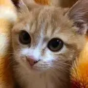 にゃん。の画像
