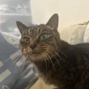 もちこの画像