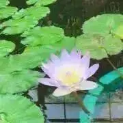伊奈★即日発送心がけてます★の画像