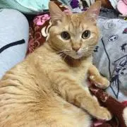 あみ
