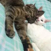 みい