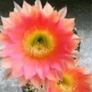 花っこの画像