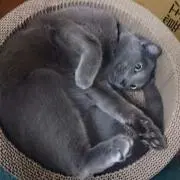 ゆーかり