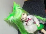 苔猫の画像