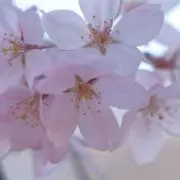 さくらの画像