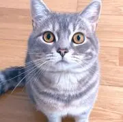 ピクミンの画像
