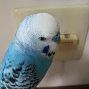 ミコプー