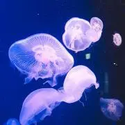 水海月 × ミズクラゲᙅ⩬