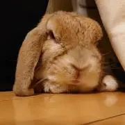 ぴよぴよひよこ△。