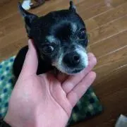 ひこざえもんの画像