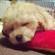 みのふみの画像