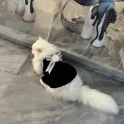 sの画像