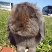 春