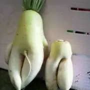 ヤンチャ坊主