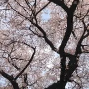 ゆかよし