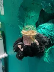 suの画像