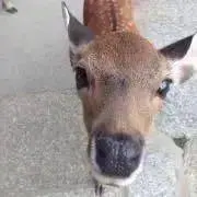 Picoの画像