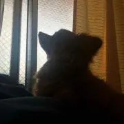 もえちゃん