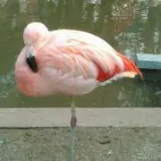 Bikkyの画像