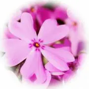 芝桜