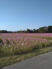 もも