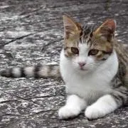 りょうの画像