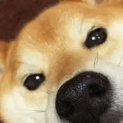 まき