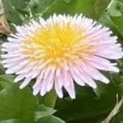 たんぽぽの画像