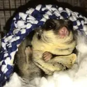 のぴの画像