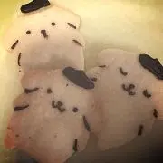 ポムまん。