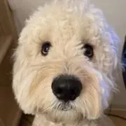 Hidoの画像