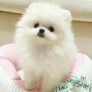 **ふわ犬**の画像