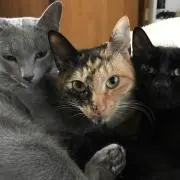 リカルドの画像